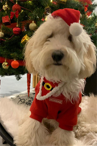 Lolidogs Santa Köpek Bandanası