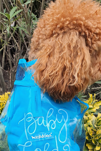 Lolidogs Simli Şeffaf Köpek Yağmurluğu Mavi