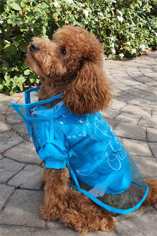 Lolidogs Simli Şeffaf Köpek Yağmurluğu Mavi