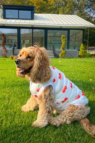 Lolidogs Şişme Köpek Montu Lover Kırık Beyaz