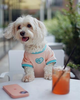 Lorico-Pet Amalfi T-Shirt - Somon Köpek Kıyafeti