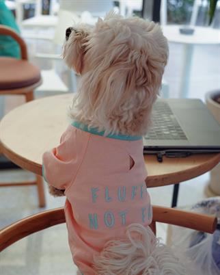 Lorico-Pet Amalfi T-Shirt - Somon Köpek Kıyafeti