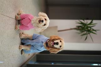 Lorico-Pet Positano Shirt - Pink Dog Clothes