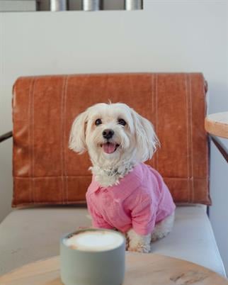 Lorico-Pet Positano Shirt - Pink Dog Clothes