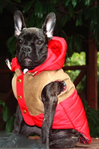 Lulu The Urban Pup Red Puffer