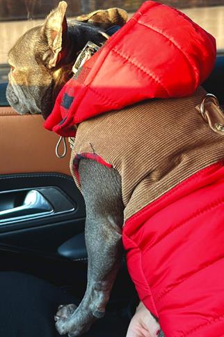 Lulu The Urban Pup Red Puffer