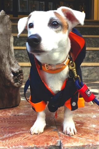 Lulu The Urban Pup Trench Coat Street Style Yağmurluk