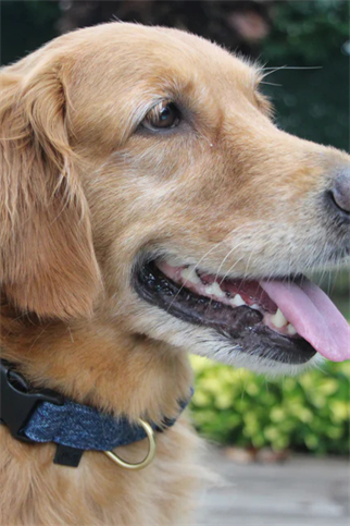 Mars and Mocha Ayarlanabilir Kot Köpek Boyun Tasması - Koyu Mavi - S