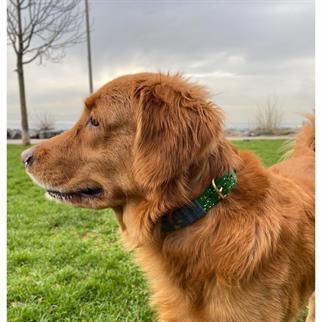 MarsAndMocha New Year Cat-Dog Collar