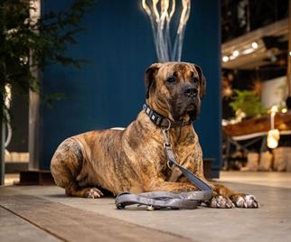 Max & Molly Matrix 2.0 Dog Walking Leash - Stone