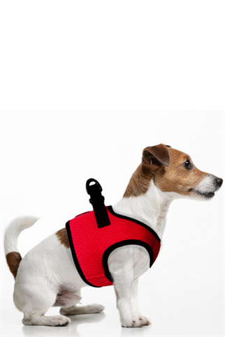 Milk and Pepper Cooling Göğüs Tasması Kırmızı 