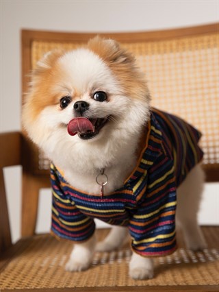 Moi and Ellie Aby Tee Hoodie Köpek Sweatshirt