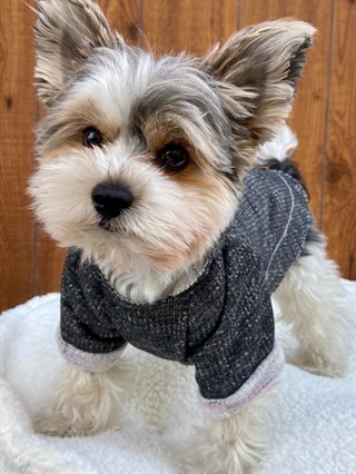 Moi And Ellie Brad Hoodie Sweatshirt