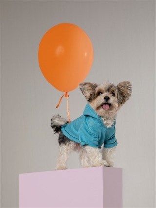 Moi and Ellie Charlie Hoodie Köpek Sweatshirt