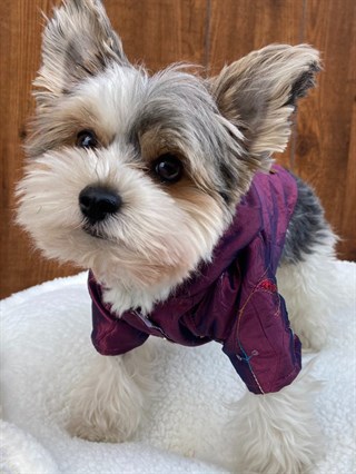 Moi And Ellie Christina Raincoat Dog