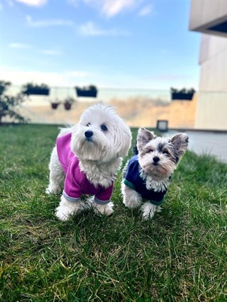 Moi and Ellie Jude Hoodie Köpek Sweatshirt