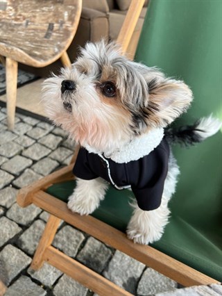 Moi and Ellie Max Black Raincoat Köpek Yağmurluk