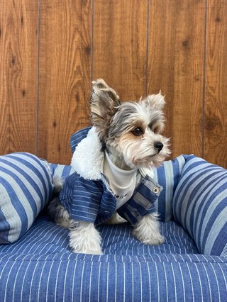 Moi and Ellie Max Denim Raincoat Köpek Yağmurluk