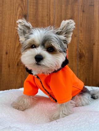 Moi And Ellie Max Orange Raincoat Dog