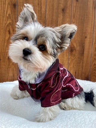 Moi And Ellie Maya Raincoat Dog