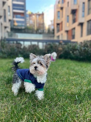 Moi And Ellie Morgan Hoodie Sweatshirt