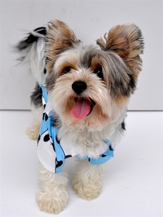 Moi And Ellie Mr. Panda Shirt