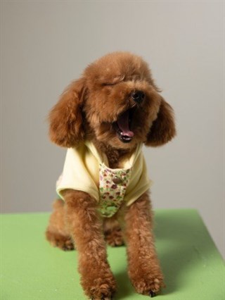 Moi and Ellie Rosie Bomber Jacket Köpek Ceket