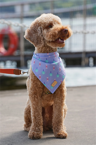 Monido Şeker Desenli Köpek Bandana
