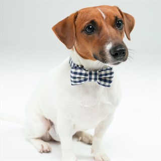 Mons Bons Cooper Köpek Papyon Mavi