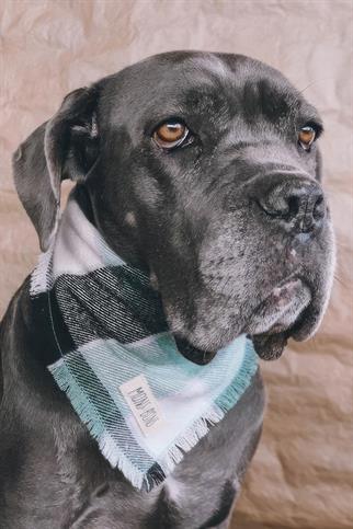 Mons Bons Neo Dog Bandana