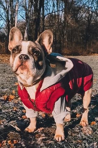 Mons Bons Puffer Maroon Köpek Mont Bordo