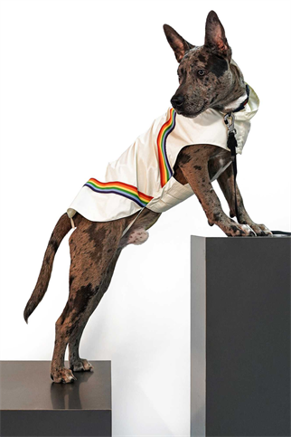 Muwa rainbow yağmurluk