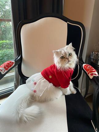 My Petit Paw Hoodie Elbise - Candy Crush Kırmızı