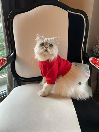 My Petit Paw Hoodie Elbise - Candy Crush Kırmızı