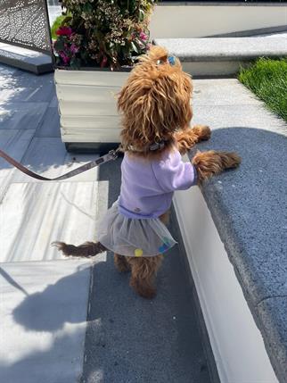 My Petit Paw Hoodie Elbise - Candy Crush Lila