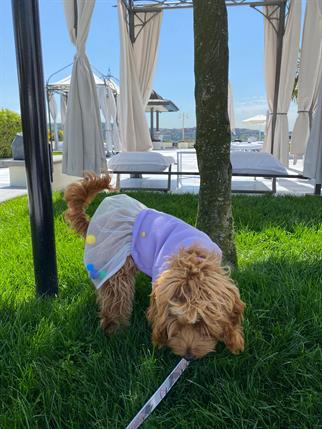 My Petit Paw Hoodie Elbise - Candy Crush Lila