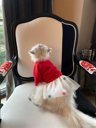 My Petit Paw Hoodie Elbise - Candy Crush Kırmızı