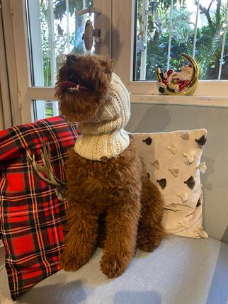 My Petit Paw Köpek Boyunluk - Bej