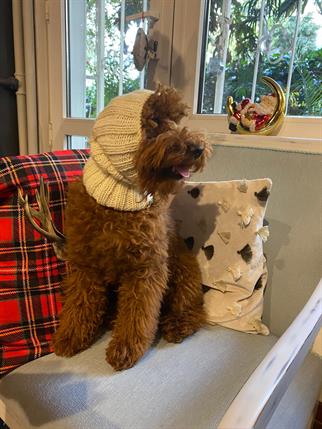 My Petit Paw Köpek Boyunluk - Bej