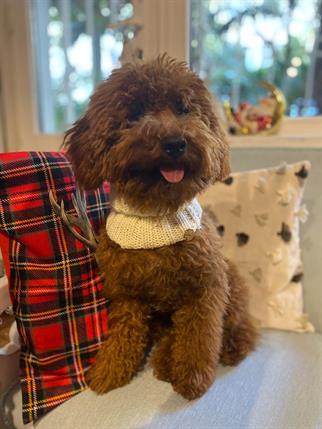 My Petit Paw Köpek Boyunluk - Bej