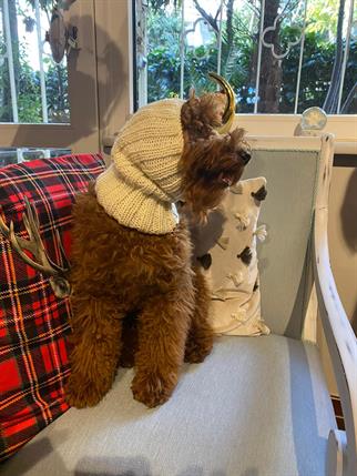 My Petit Paw Köpek Boyunluk - Bej