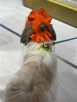 My Petit Paw Köpek Şapka - Balkabağı