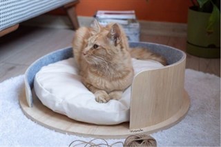 Nook Roofy Seat Dog Bed