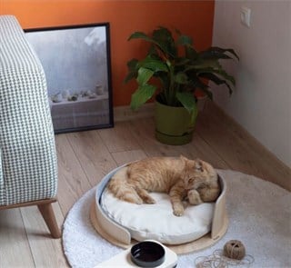 Nook Roofy Seat Dog Bed