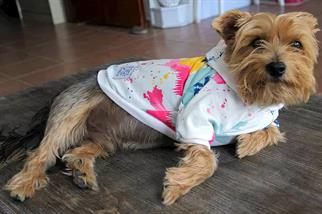 Oli and Lui Batik Desenli Sweatshirt