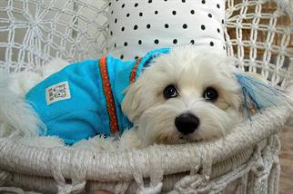 Oli and Lui Bonny Blue-Mavi Havlu Kumaş Köpek Bornozu