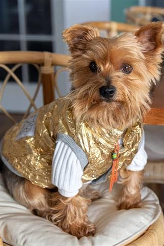 Oli and Lui Crumpled Golden Köpek Montu