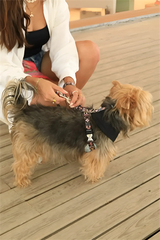 Oli and Lui Dark Aztec Denim Siyah Köpek Göğüs Tasması 