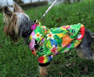 Oli and Lui Hawaii Köpek Sweatshirt