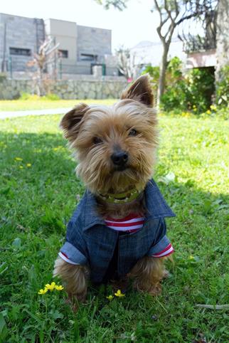 Oli And Lui Jean-Kot Fabric Dog Shirt